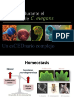 Apoptosis durante el desarrollo de C. elegans. 