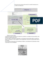 LiPIDOS3 Esteroides