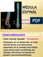 Medula Espinal y Meninges