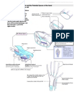 Fascia, Septa, Tendon Sheaths and The Potential Spaces of The Hand