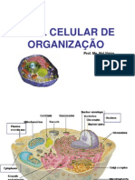 Organização Celular