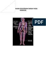 Sistem Organ Peredaran Darah Pada Manusia