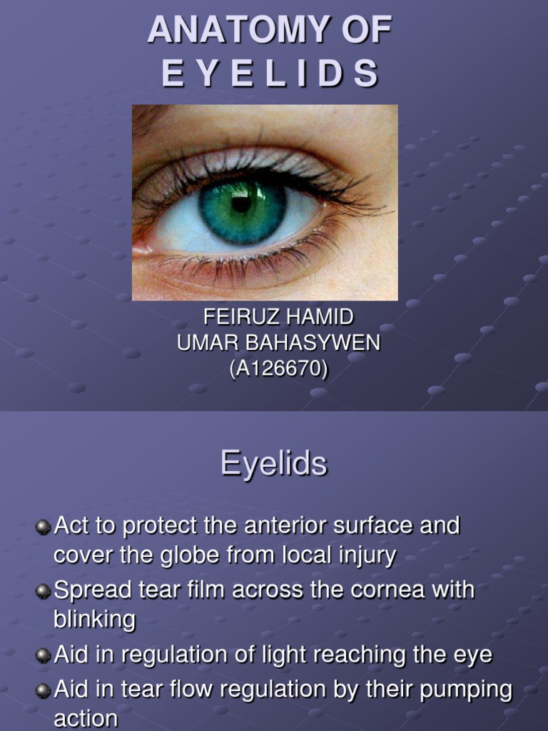 Anatomy of Eyelids PDF Skin Primate Anatomy