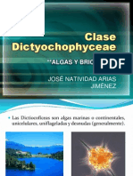 Clase Dictyochophyceae