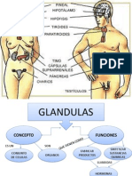 Mapa Conceptual de Glandulas