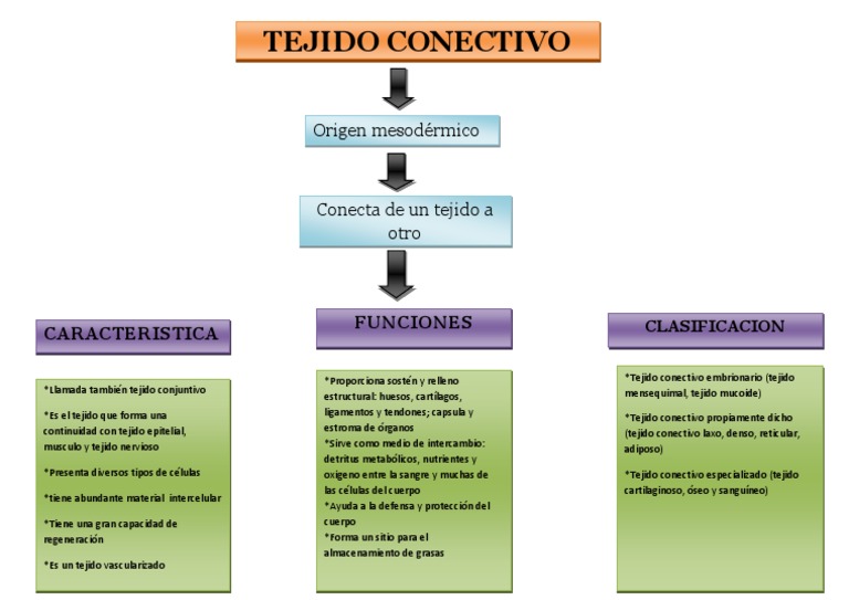 Mapa Conceptual Tejido Conectivo PDF | PDF | Tejido conectivo | Fisiología