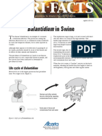 Balandium Coli