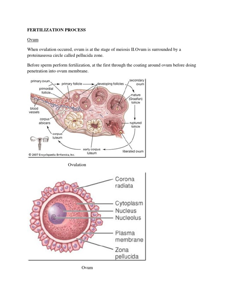 Understanding the Fertilization Process | PDF | Wellness | Science ...