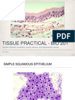 Bio 201 - Tissue Practical (Powerpoint)