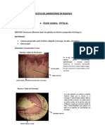 Practica de Laboratorio de Biologia Junio