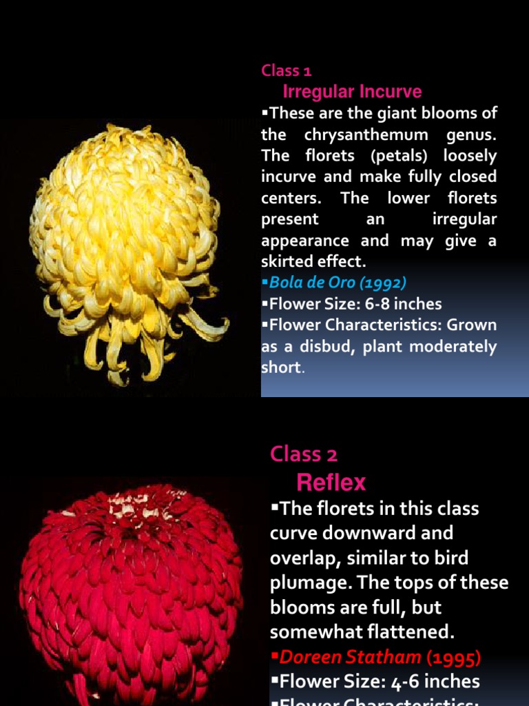Chrysanthemum PDF Flowers Organisms