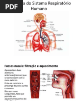 Sistema Respiratorio Humano