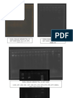 Hasil PCR Dan Isolasi Genom Ayu
