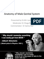 Anatomy of Male Genital System