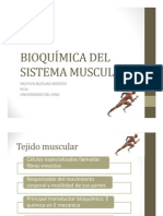 Bioquímica Del Sistema Muscular