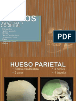 Hueso Parietal y Occipital 