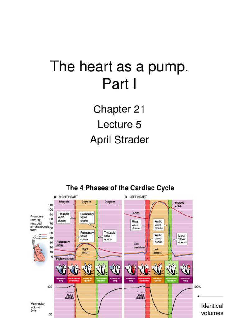 Understanding the Cardiac Cycle Phases | PDF | Heart Valve | Ventricle ...
