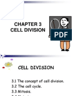 Cell Division Stages