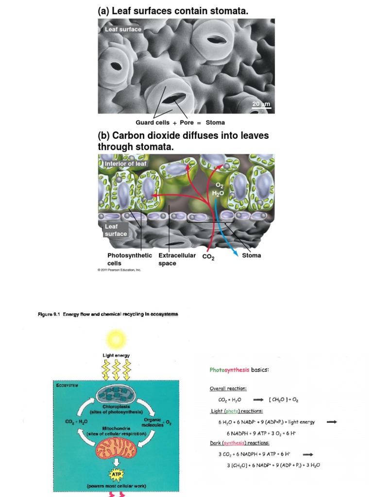 Photosynthesis Process in Leaf Cells | PDF