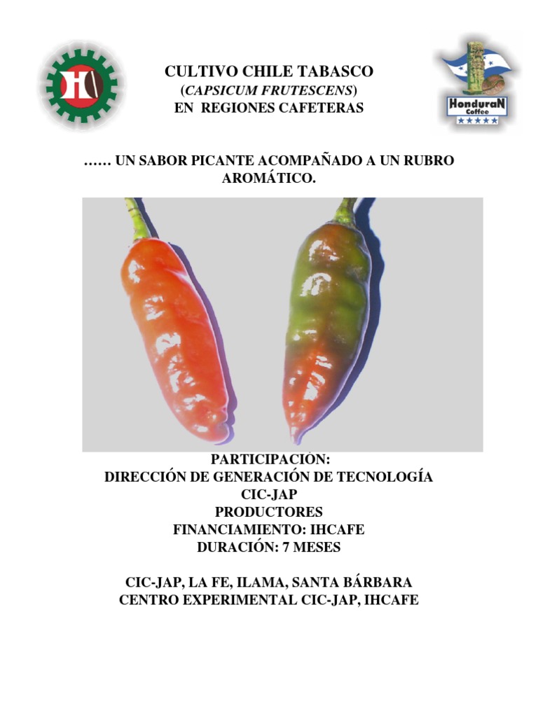 Cultivo Chile Tabasco Capsicum Café