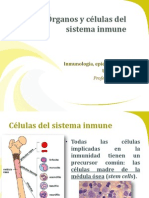 1.1 Órganos y células del sistema inmune