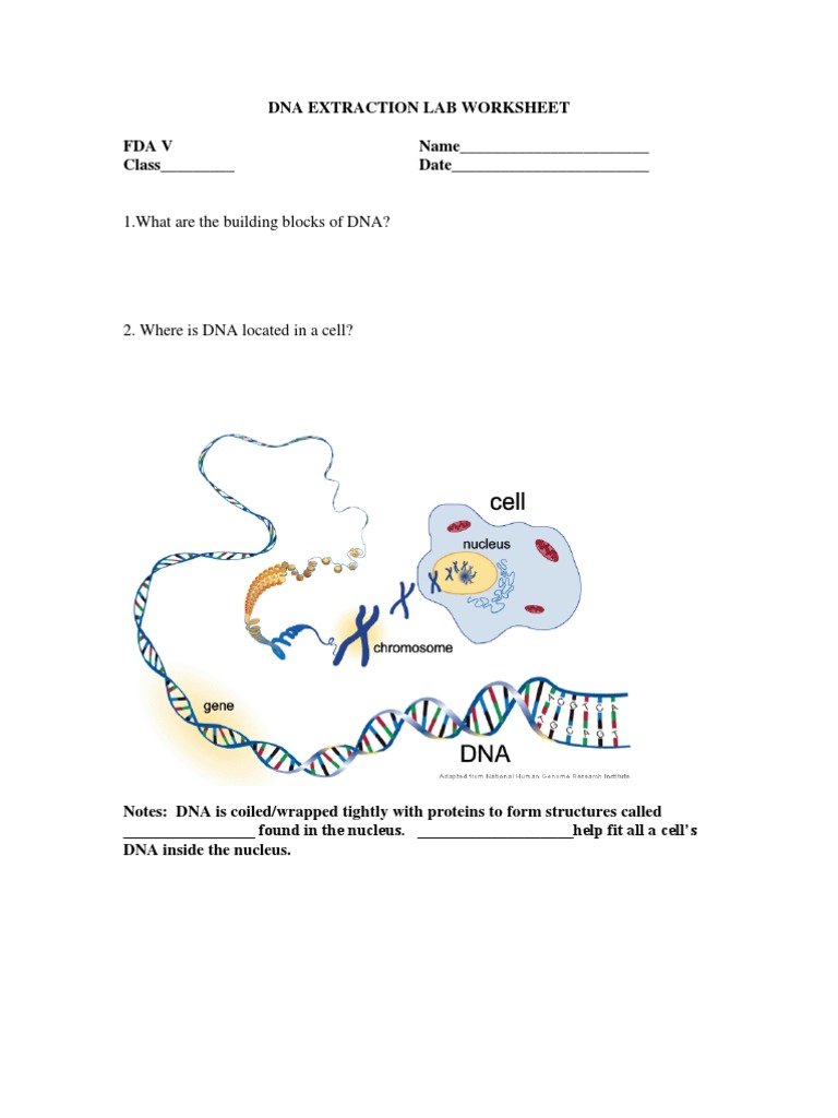 Dna Extraction Lab Worksheet PDF