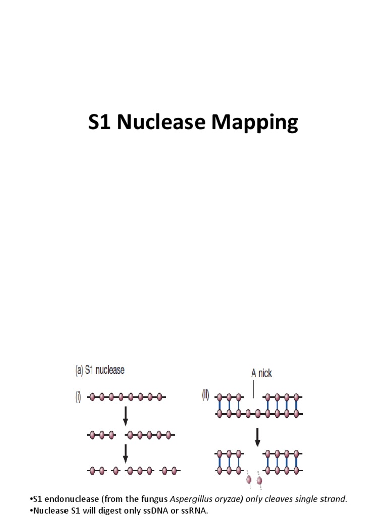 S1 Nuclease Mapping for Transcript Analysis | PDF | Intron | Base Pair