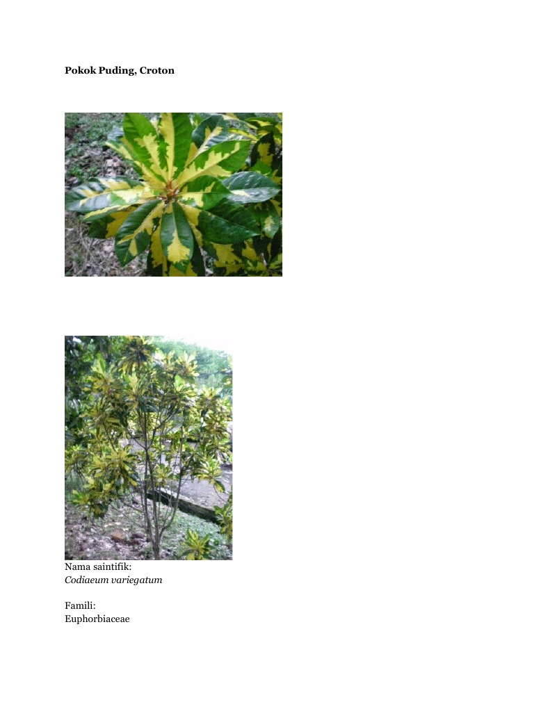 Pokok RENEK+PAGARAN | PDF