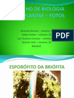 Trabalho de Biologia