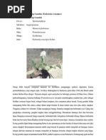 Download teori enceng gondok by Ang Martin Anggriawan Lumanto SN108651170 doc pdf