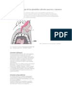 Anatomia y Fisiología de Las Glandulas Salivales Mayores y Menores