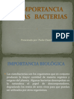 Importancia de Las Bacterias