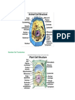 Gambar Sel Hewan Dan Tumbuhan
