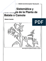 Planta Del Camote