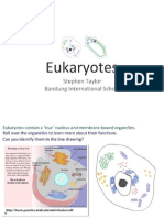 2.3-eukaryotes