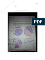 Epitelio - Revestimiento - Laboratorio 2