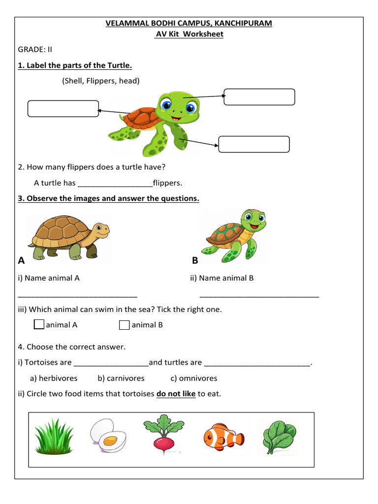 AV revis worksheet.pdf | PDF | Turtle | Plants