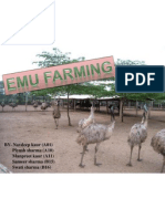EMU Farming Business Plan