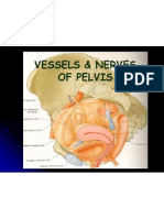Internal Iliac Vessels and Nerves of the Pelvis
