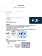 Zigomicosis