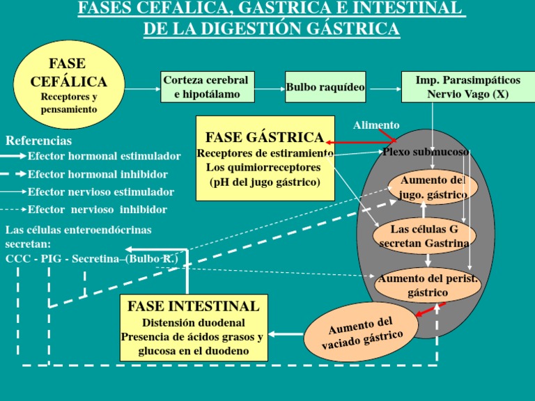 Fases de La Digestion | PDF
