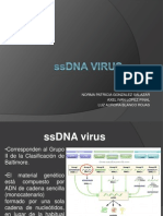 SsDNA Virus