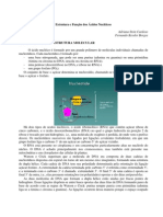 Estrutura Dos Acidos Nucleicos