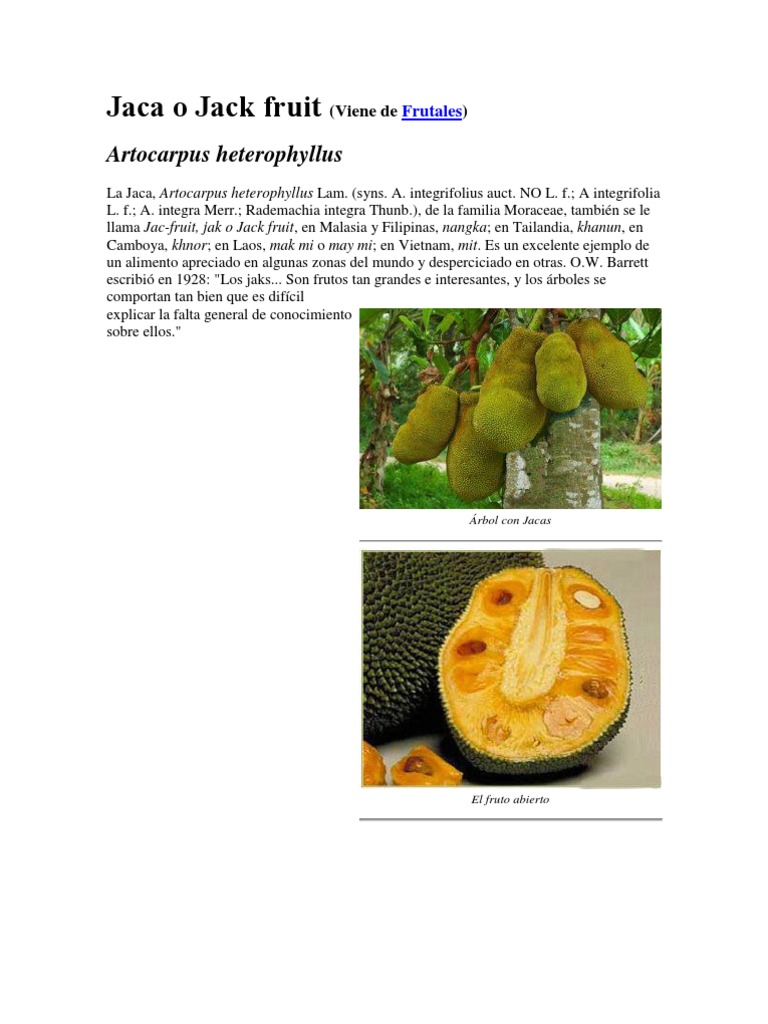 Jaca o Jack Fruit | PDF | Injerto | Arboles