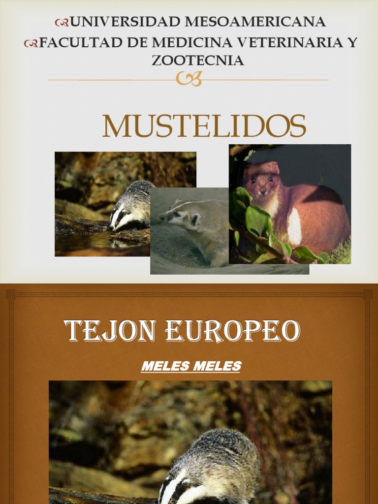 Características de los Mustélidos | PDF | Naturaleza