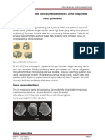 Genus Sphaeroidinella, Sphaeroidinellopsis, Pulleniatinna, Catapcydrax PRINT