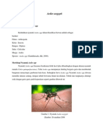 Aedes aegypti