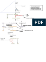 Glucolisis