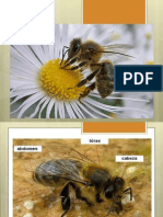 Parcial Abeja