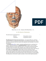 4e. The Muscles of Mastication: Parotideomasseteric Fascia (Masseteric Fascia) .-Covering The Masseter, and Firmly